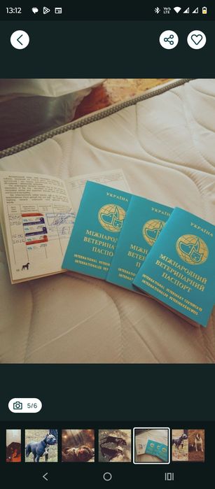 Стафорд щенки девочки