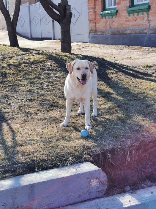 В'язка лабрадора