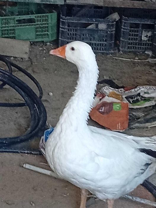 Pato ganso com 6 meses e meio