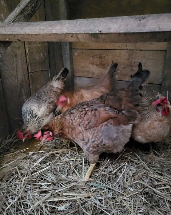 kury Marans green shell