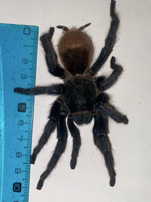 Ptasznik. Sprzedam piękną samicę Chromatopelma cyaneopubescens (GBB)