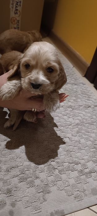 Cocer Spaniel Piesek
