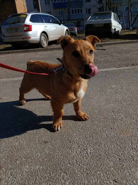 Карлівка! Шукаємо сімʼю дівчинці! Віддам у добрі руки цуценя!