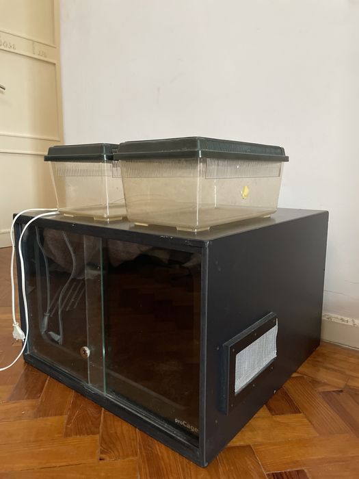 Terrários com luz UV e IV