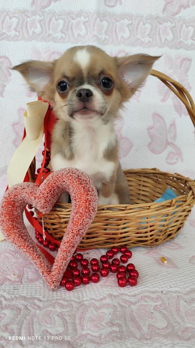 Хлопчик чихуахуа д.ш