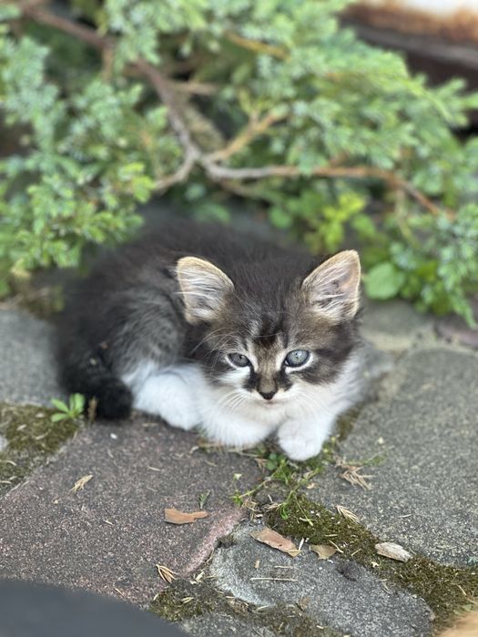Кошенята / котята