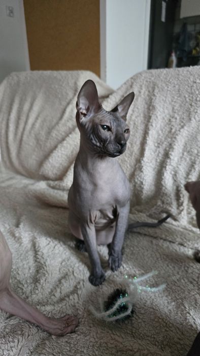 WCF DON Sphynx kotek