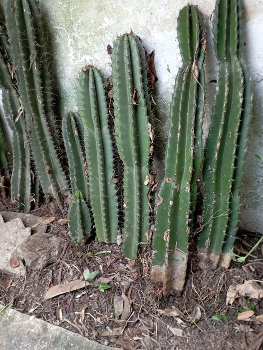 Catus grandes para plantar.