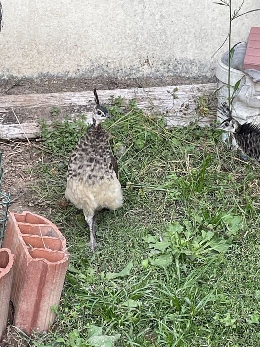 Pavões Azuis adultos