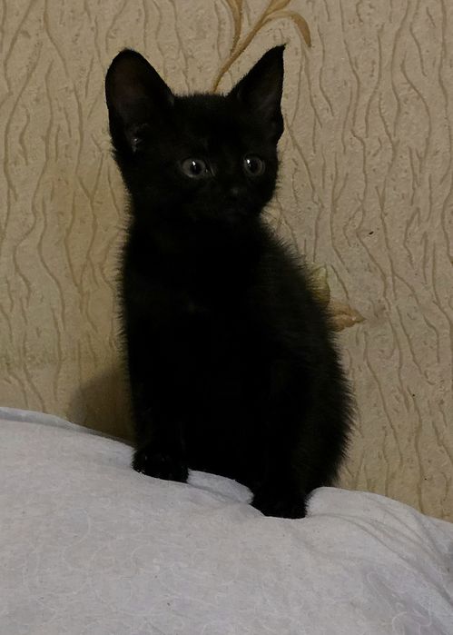 Отдам котят в хорошие руки