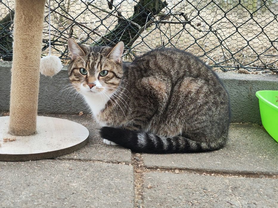 Piękny kocurek poleca się do adopcji