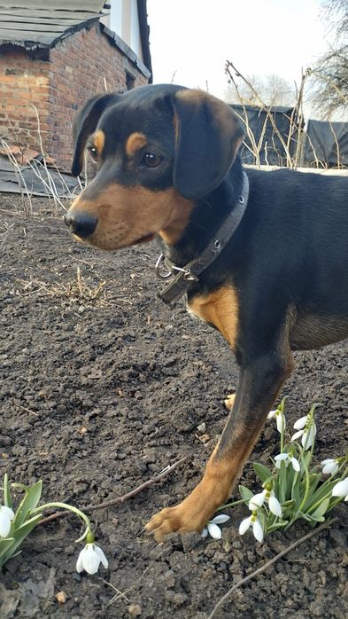 Отдам собаку в хорошие руки