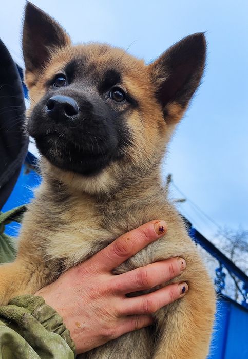 Американська акіта