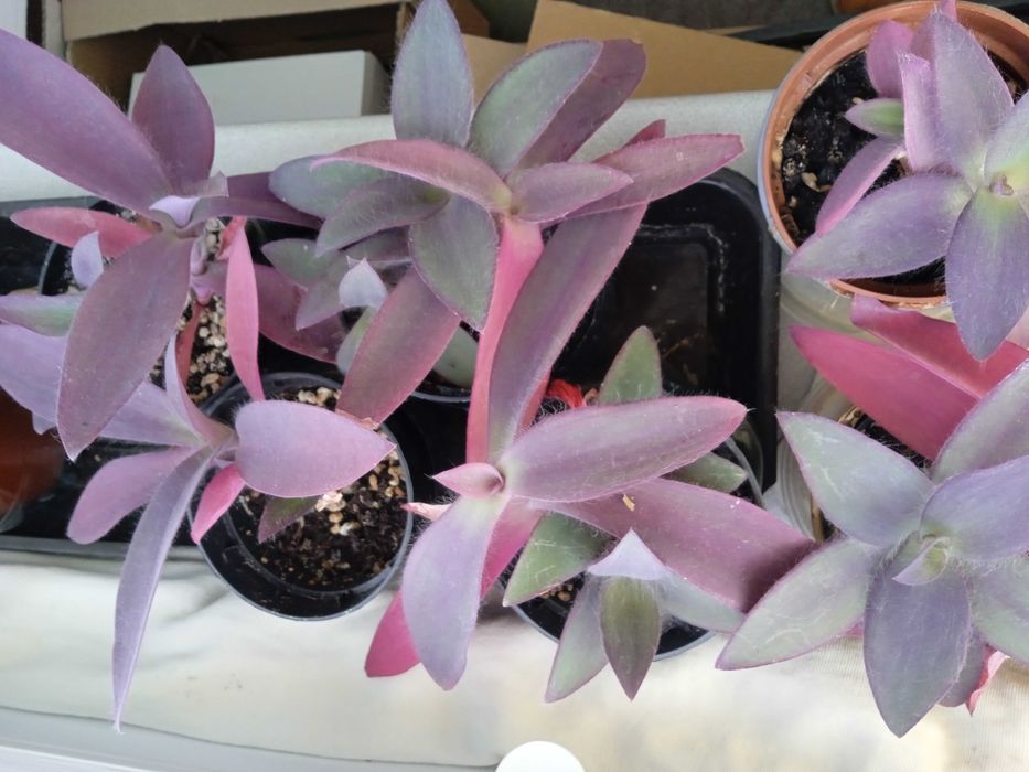 Sadzonki trzykrotki purpurowej 3 szt, róża chińska 1 szt