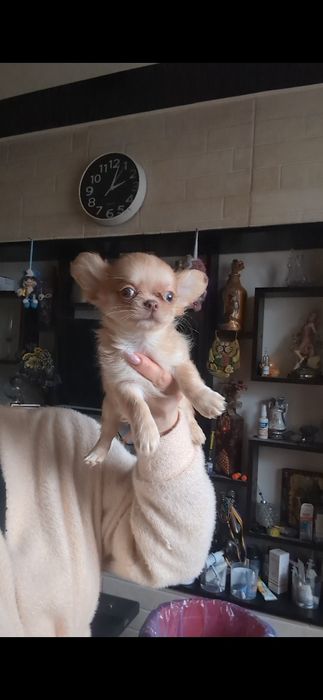 Хлопчик чихуахуа дш рудий