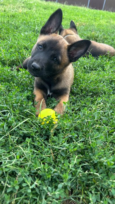 Owczarek belgijski Malinois