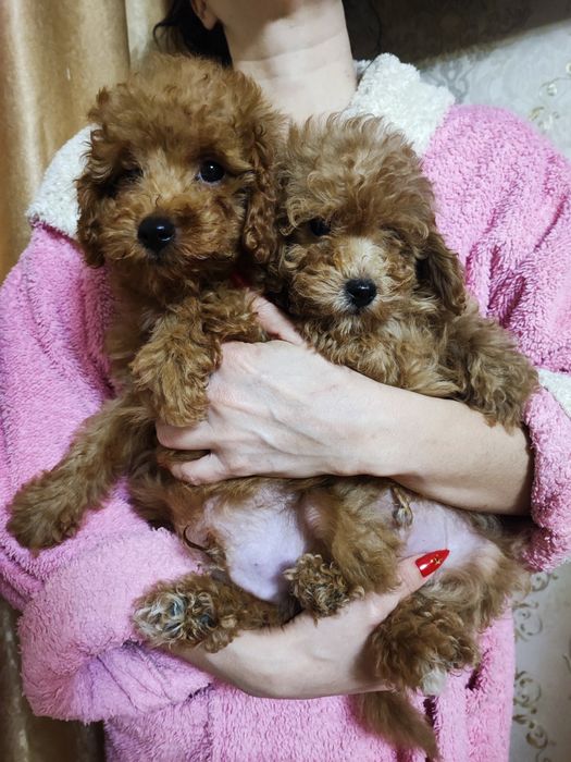 Милые мальчики пуделя в поисках дома