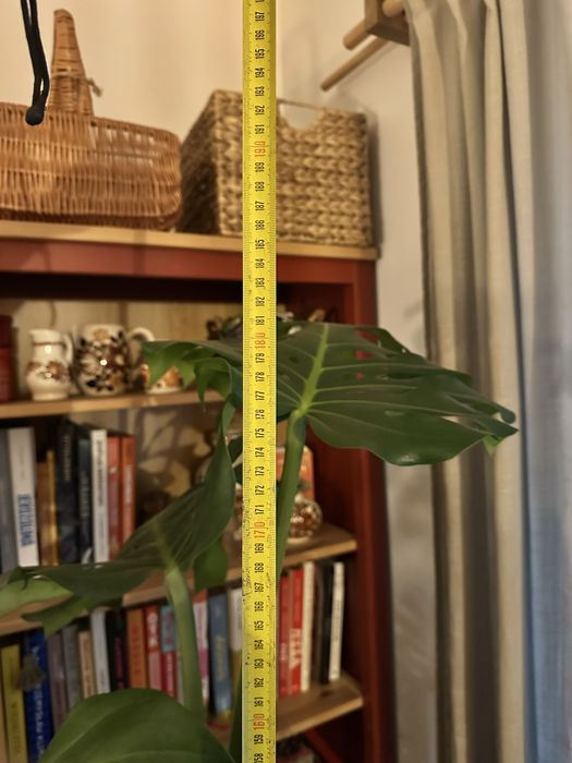Monstera deliciosa