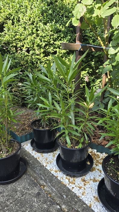 Sadzonki oleander 50cm