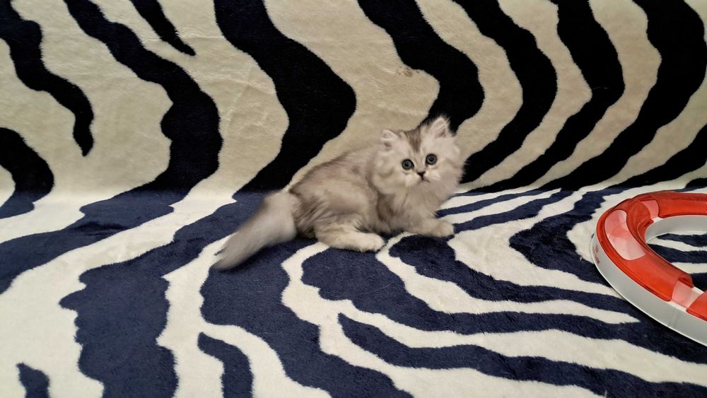 Котёнок в доме - это маленькое пушистое чудо!