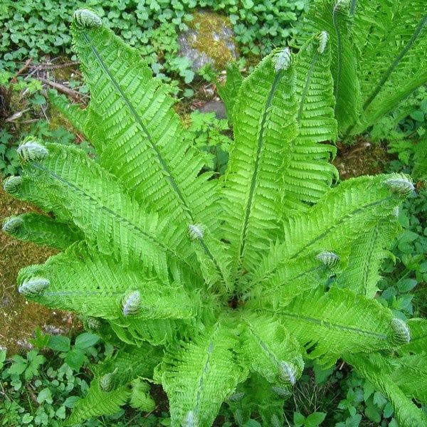 Paproć (Piuropusznik Strusi)