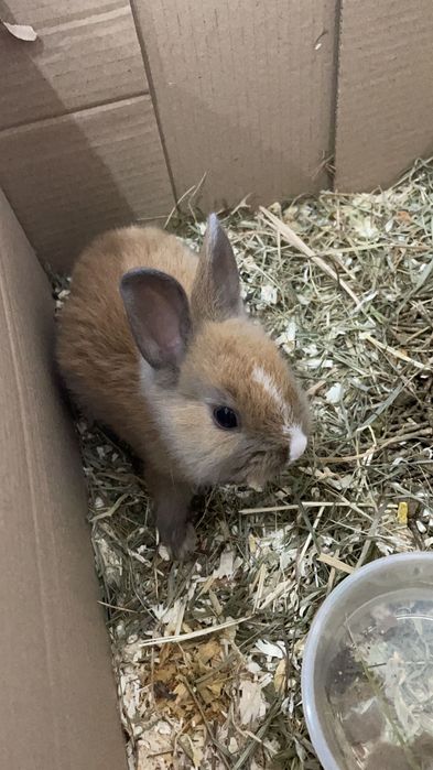 Coelho da raça mini toy