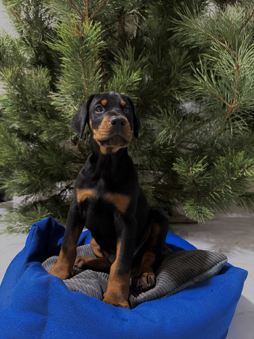 Щенки Добермана ТОП цуценя