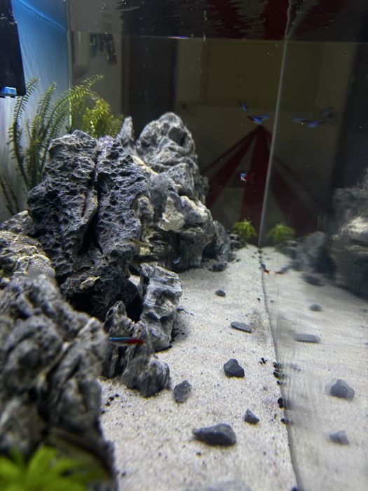 Aquário 120L COMPLETO com móvel +Kit  CO2 + plantas
