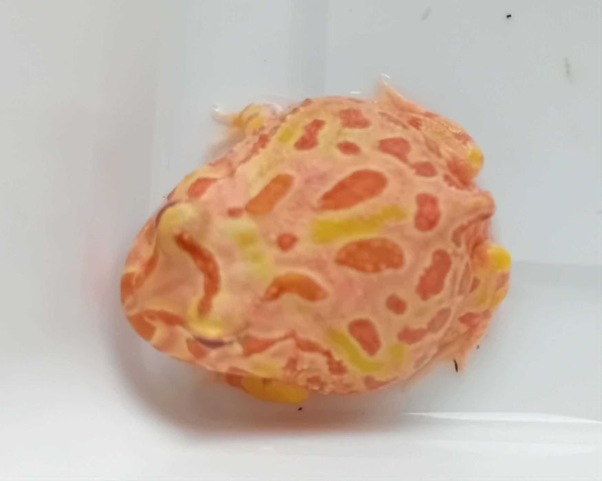 Żaba rogata (Ceratophrys ornata x cranwelli)