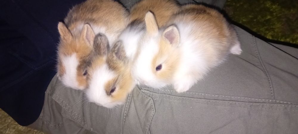 Króliczki miniaturki lwie