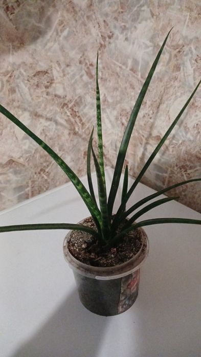 Великий вибір кімнатних рослин