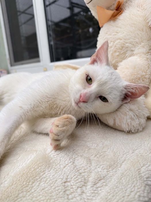 Śnieżka kot adopcja schronisko przytulas kotka biała