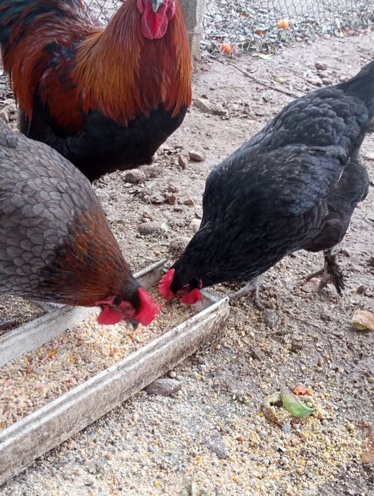 Marans - ovos férteis