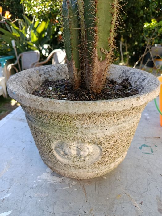 Cacto em vaso de pedra.