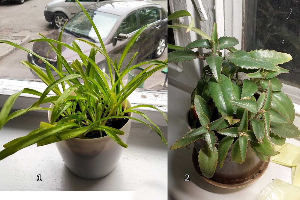 Хлорофітум та каланхое (підлітки)