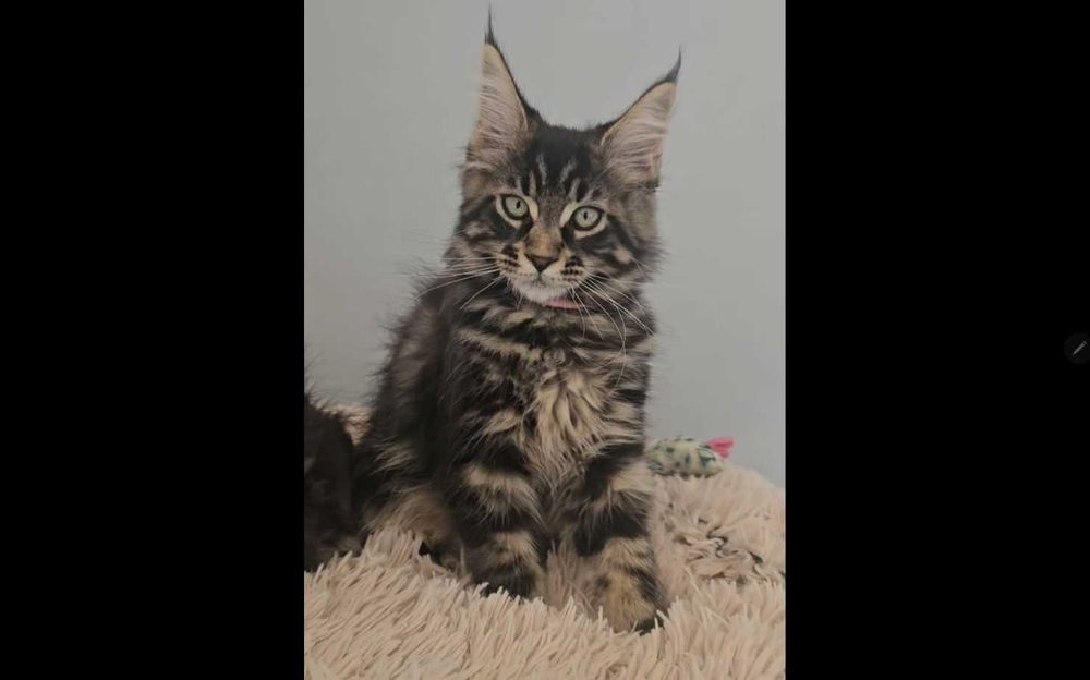 Маленьная рысь! Крупный котёнок с прививками!