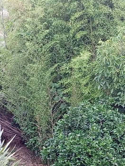 Canas da Índia (Bambu)