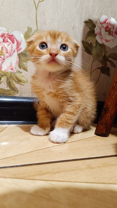 Продам вислоухих котят