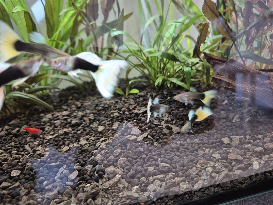 Gupik HB pastel 5 cm
