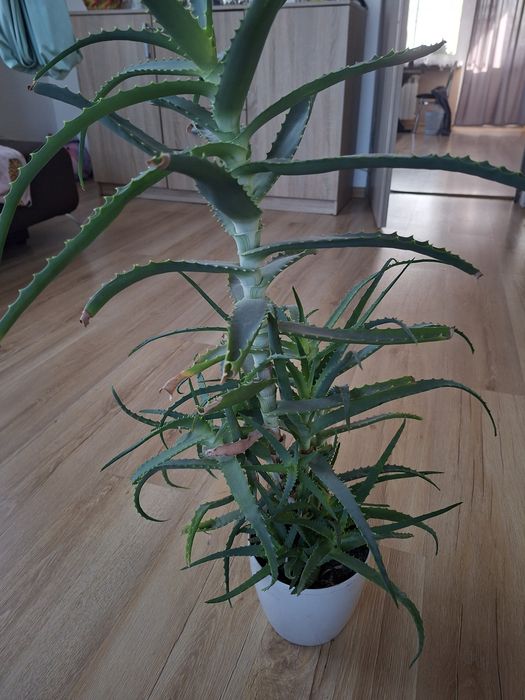Aloes kaktus 2 letni