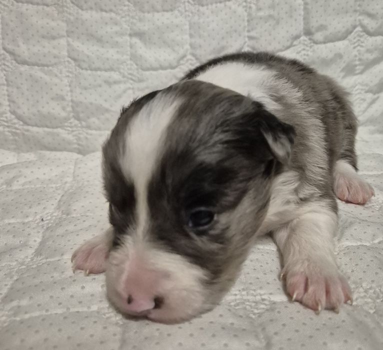 Border collie suczka blue merle