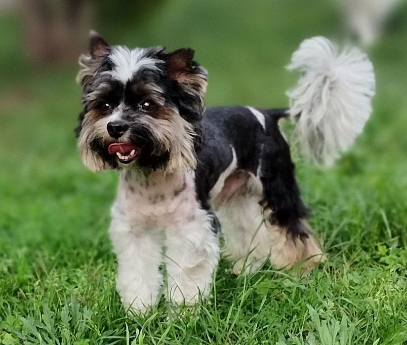 Yorkshire Terrier Biewer reproduktor.