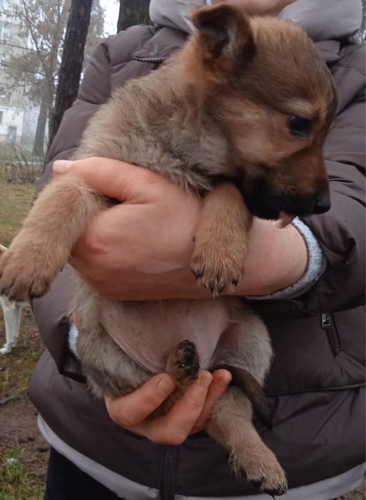 Цуцентяка шукають дім