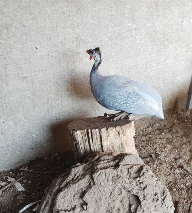 Самець. Цесарки.