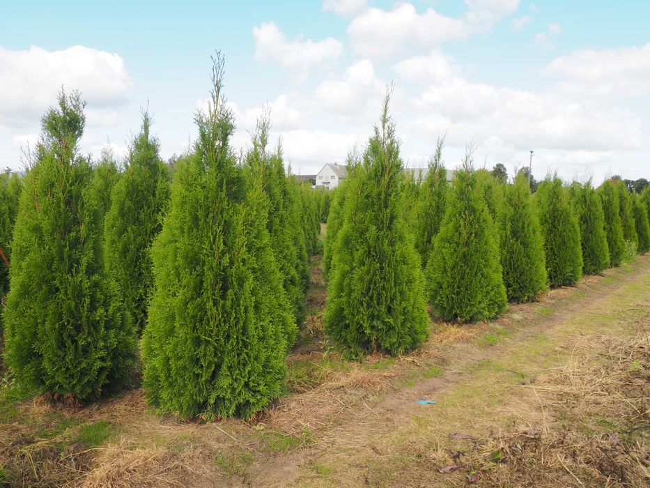 Tuje,tuja szmaragd 180- 220 cm