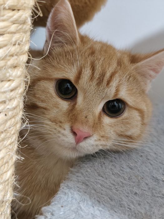 Rude słodziaki do adopcji