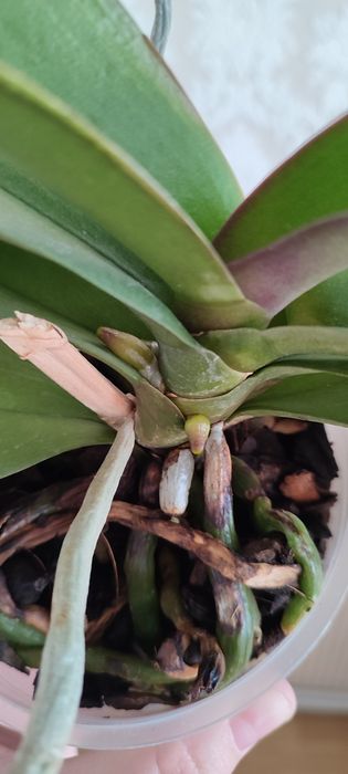 Орхідеї з кашпо колір невідомий