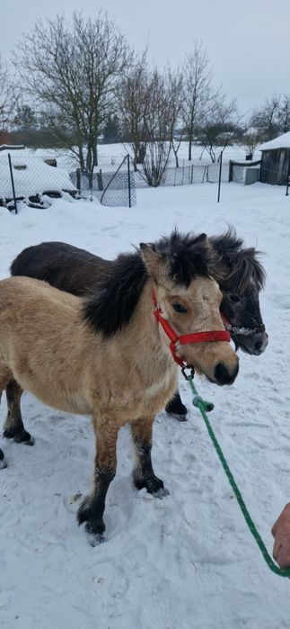 Kucyk ogier 8 miesięcy