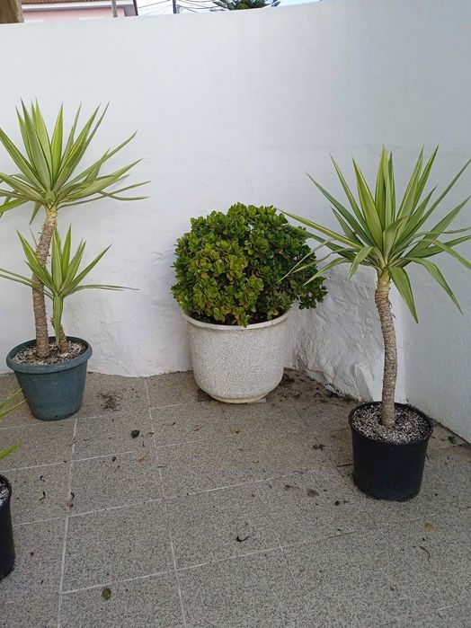 Planta Jade (CRASSOLA OVALA)  vaso de cimento grande fotos novas