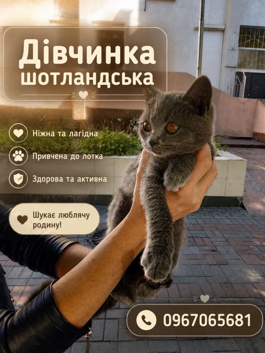 Шотландська голуба